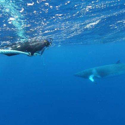 Snorkel with Dwarf Minke Whales at the Great Barrier Reef's Ribbon Reefs