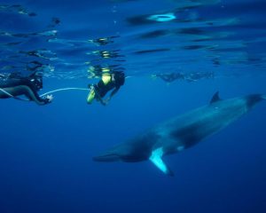 Oceanquest Snorkel