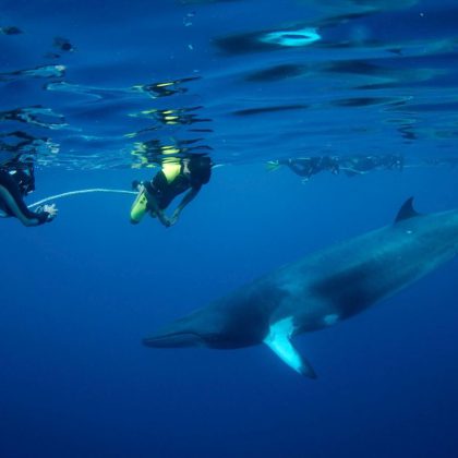 Oceanquest Snorkel