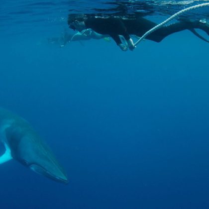 Oceanquest snorkel with dwarf minkes