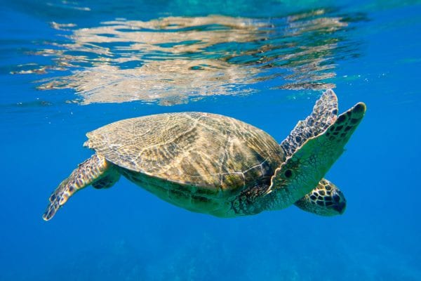 Cairns liveaboard scuba diving - scuba diving with turtles