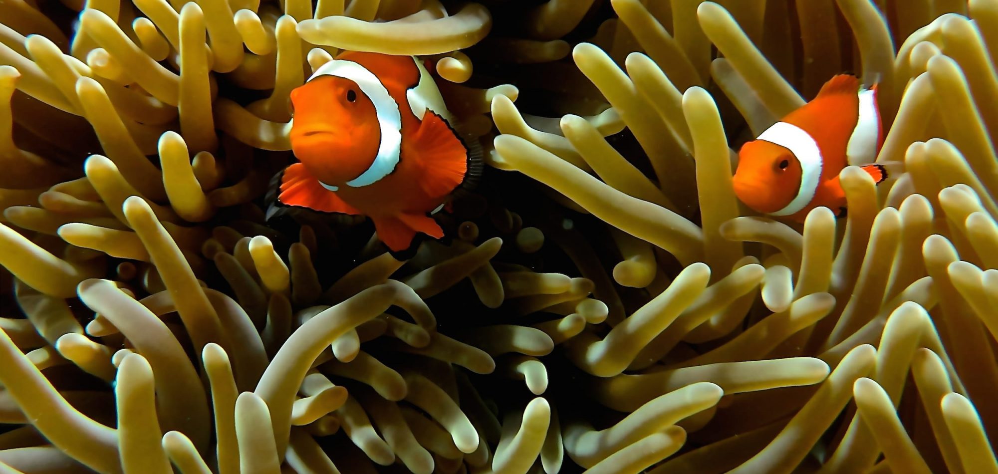 Dive In Australia Great Barrier Reef adventures - Clown Fish
