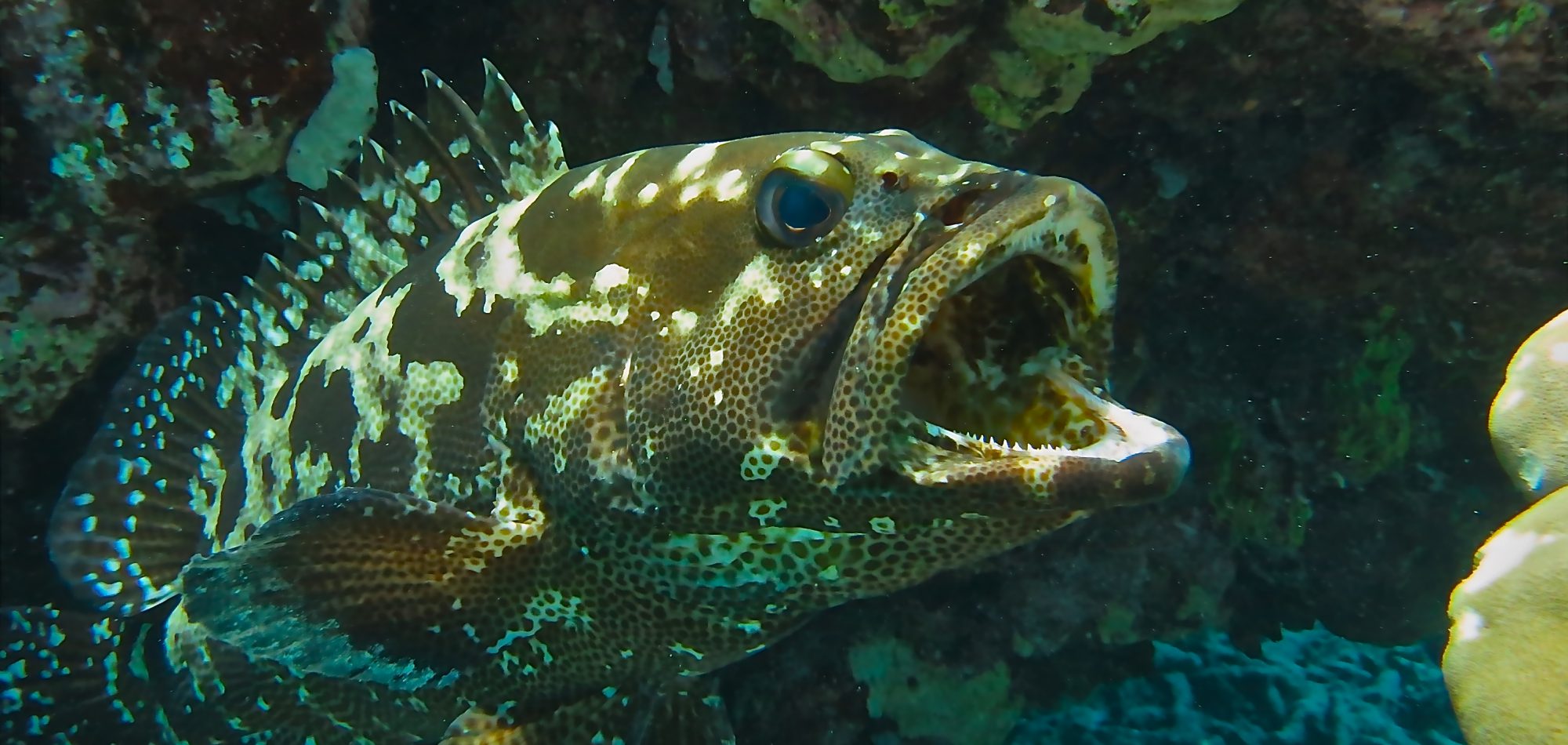 Cairns liveaboard scuba diving - Coral Trout spotted while scuba diving the Great Barrier Reef, Queensland