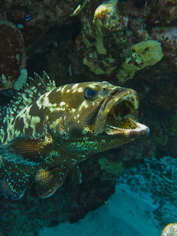 Cairns liveaboard scuba diving - Coral Trout spotted while scuba diving the Great Barrier Reef, Queensland