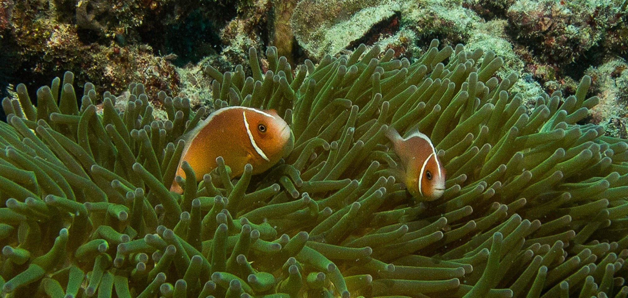 Anemone Fish Great Barrier Reef, Australia
