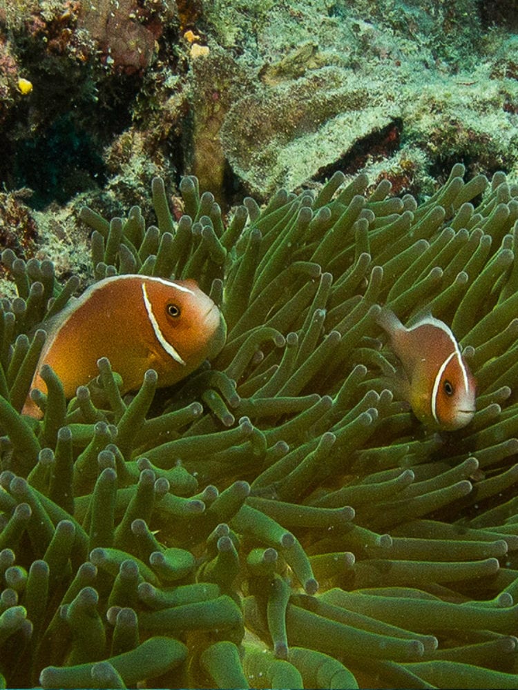 Anemone Fish Great Barrier Reef, Australia