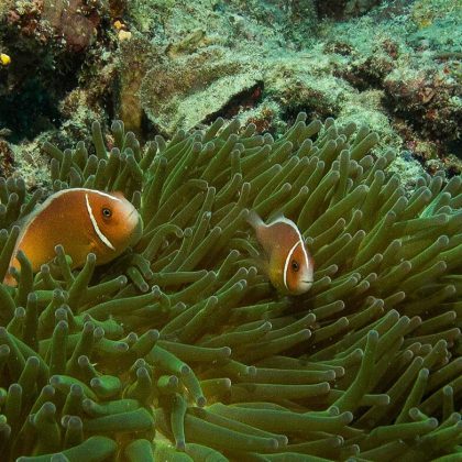 Anemone Fish Great Barrier Reef, Australia