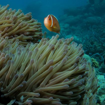 Anemone - Australia's Great Barrier Reef