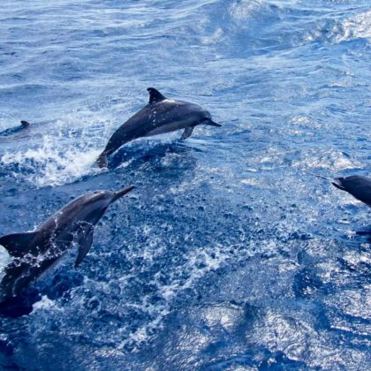 Coral Sea Dreaming dolphins