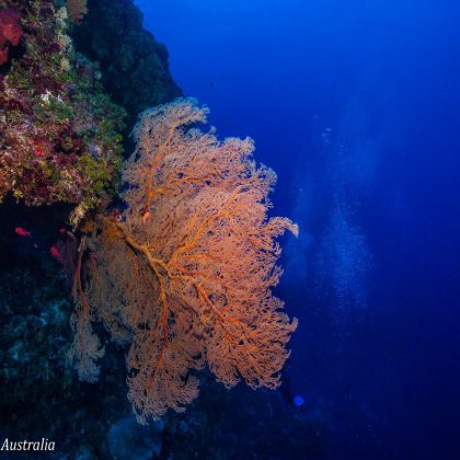 Coral Sea -Gorgonian Sea Fan Coral