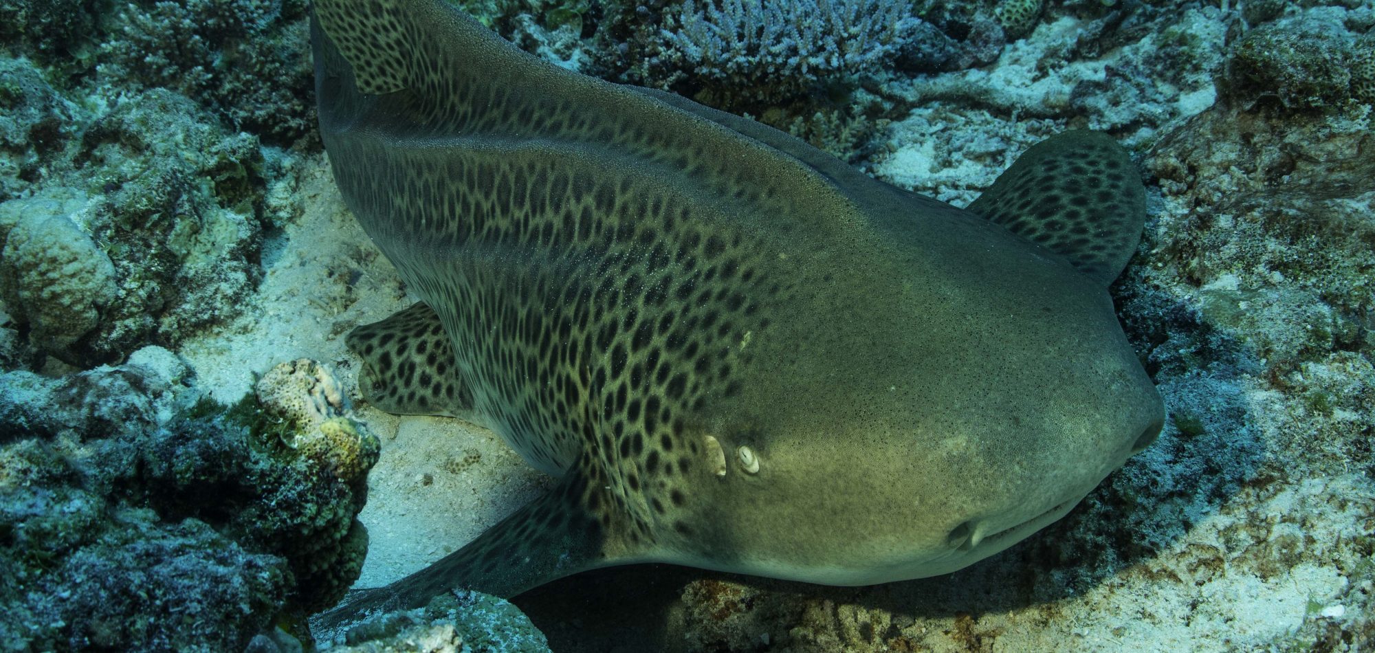 Leopard Shark CairnLeopard Shark scuba diving in the Coral Sea Australia