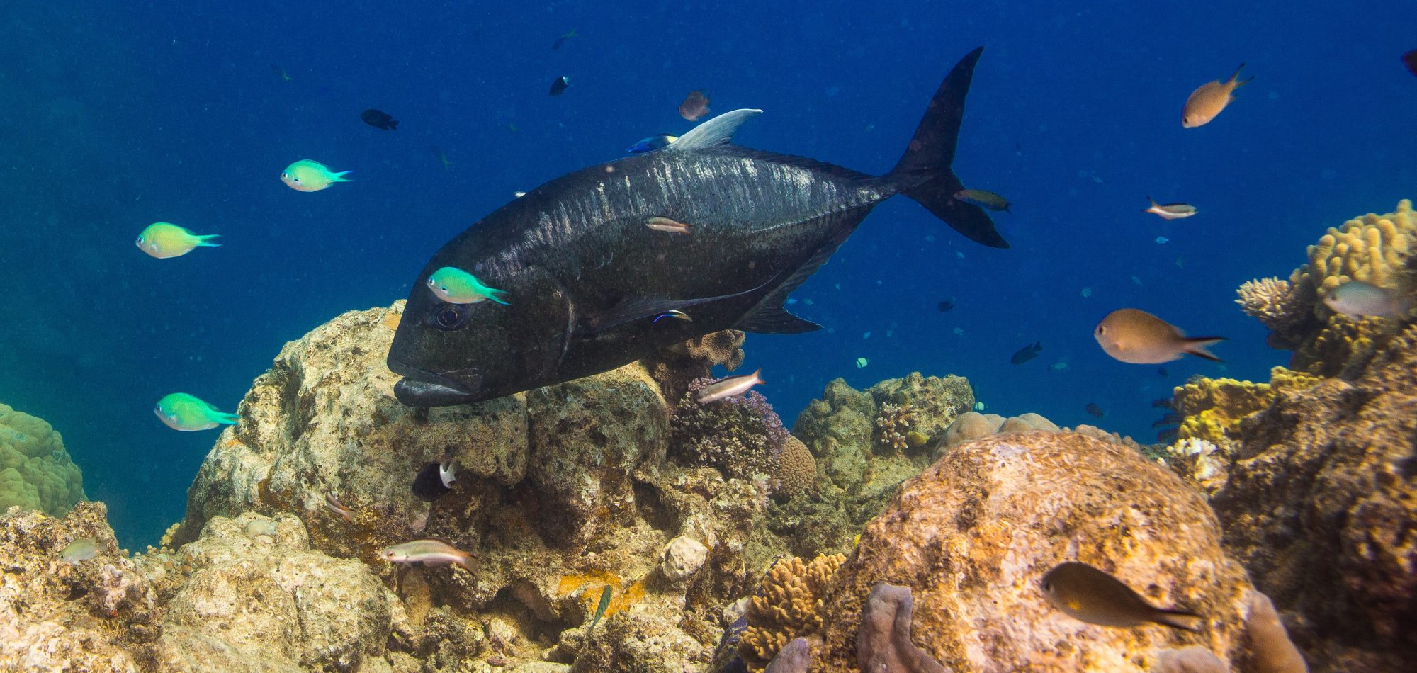 Giant Trevally - Great Barrier Reef