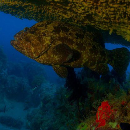 Dive in Australia - Potato Cod