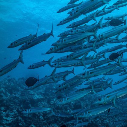 Dive in Australia School of Barracuda