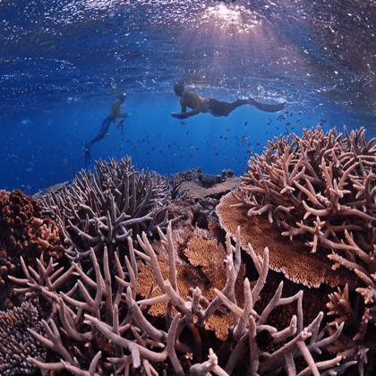 Dive in Australia - Whitsunday Islands reef snorkelling