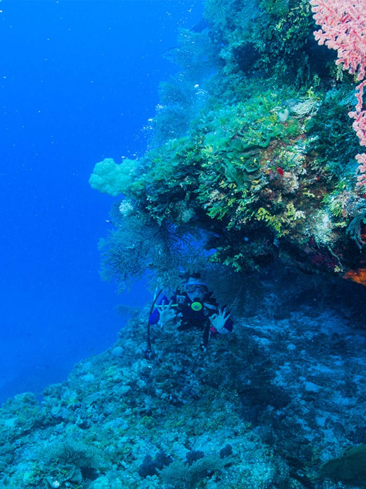 Cairns liveaboard scuba diving - scuba diver amongst the coral on Holmes Reef