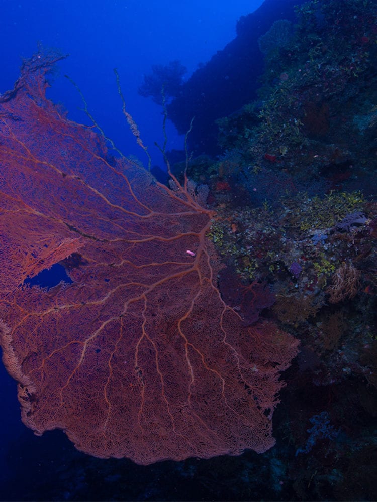 Cairns liveaboard scuba diving - fan coral on the Great Barrier Reef