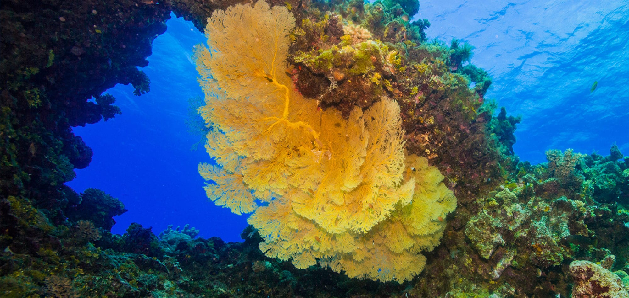 Cairns liveaboard scuba diving - Gorgonian Fan Coral on the Great Barrier Reef, Queensland