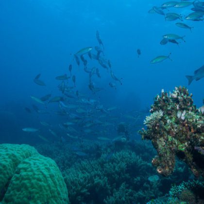 Great Barrier Reef Cairns