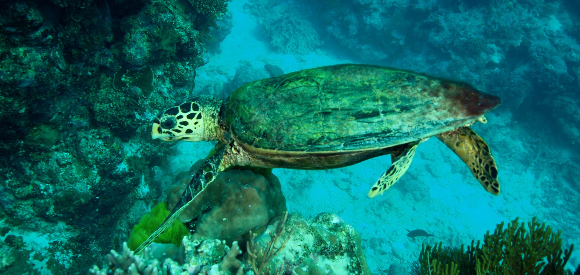 Green Turtle - Great Barrier Reef