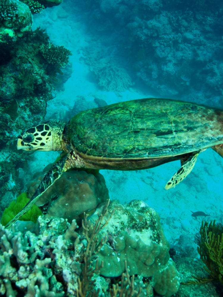 Green Turtle - Great Barrier Reef