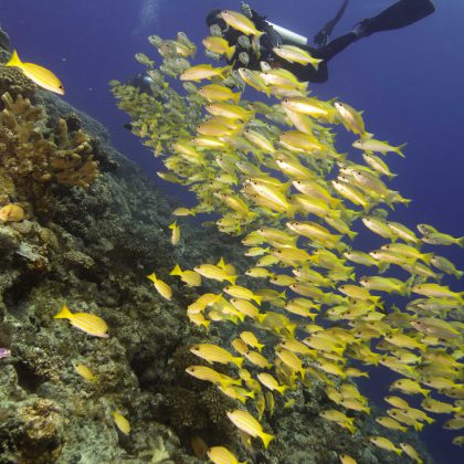 Great Barrier Reef, Ribbon reefs - School of Yellow Tail Fish