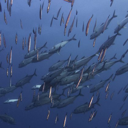 Ribbon Reefs, Great Barrier Reef - Schools of Pelagic fish