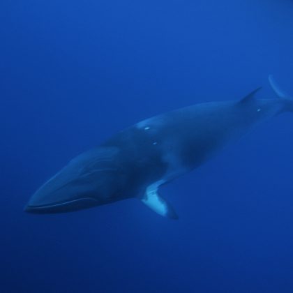Dwarf Minke Whale Great Barrier Reef's Ribbon Reefs