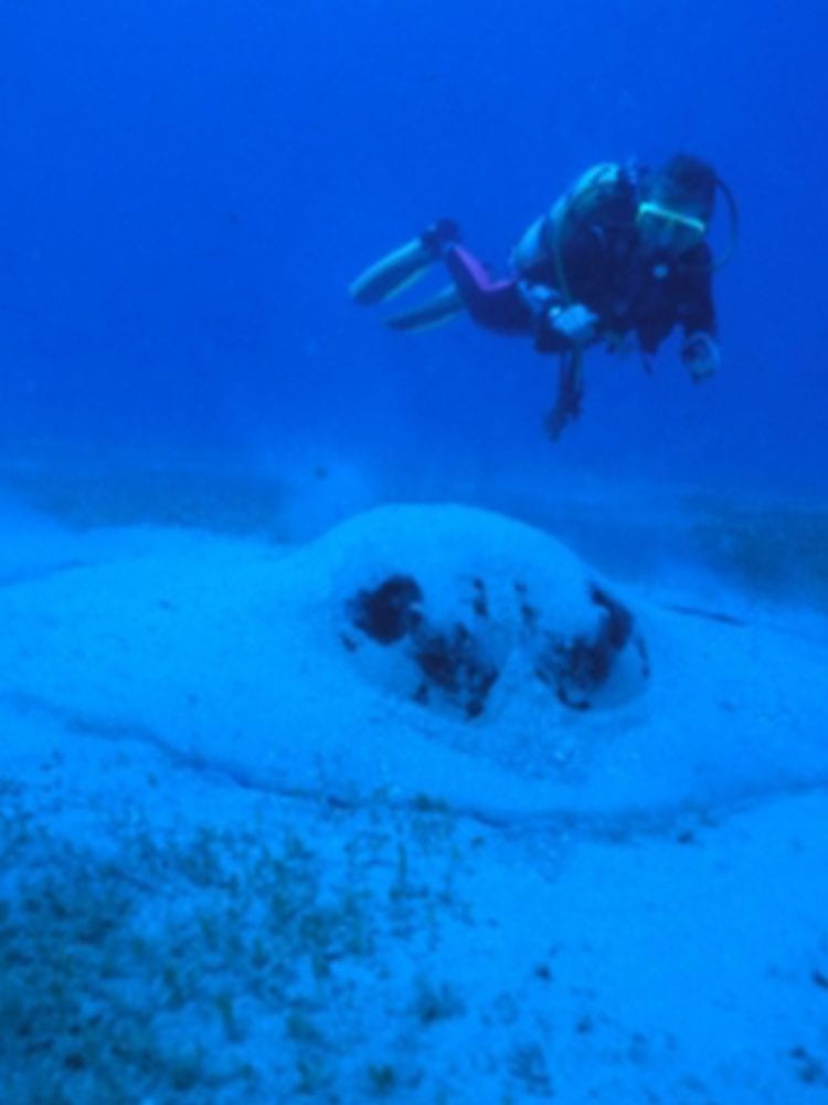 Dive In Australia - scuba diver swimming with large Bullray