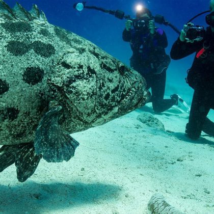 Potato Cod, Cod Hole and Ribbon Reefs