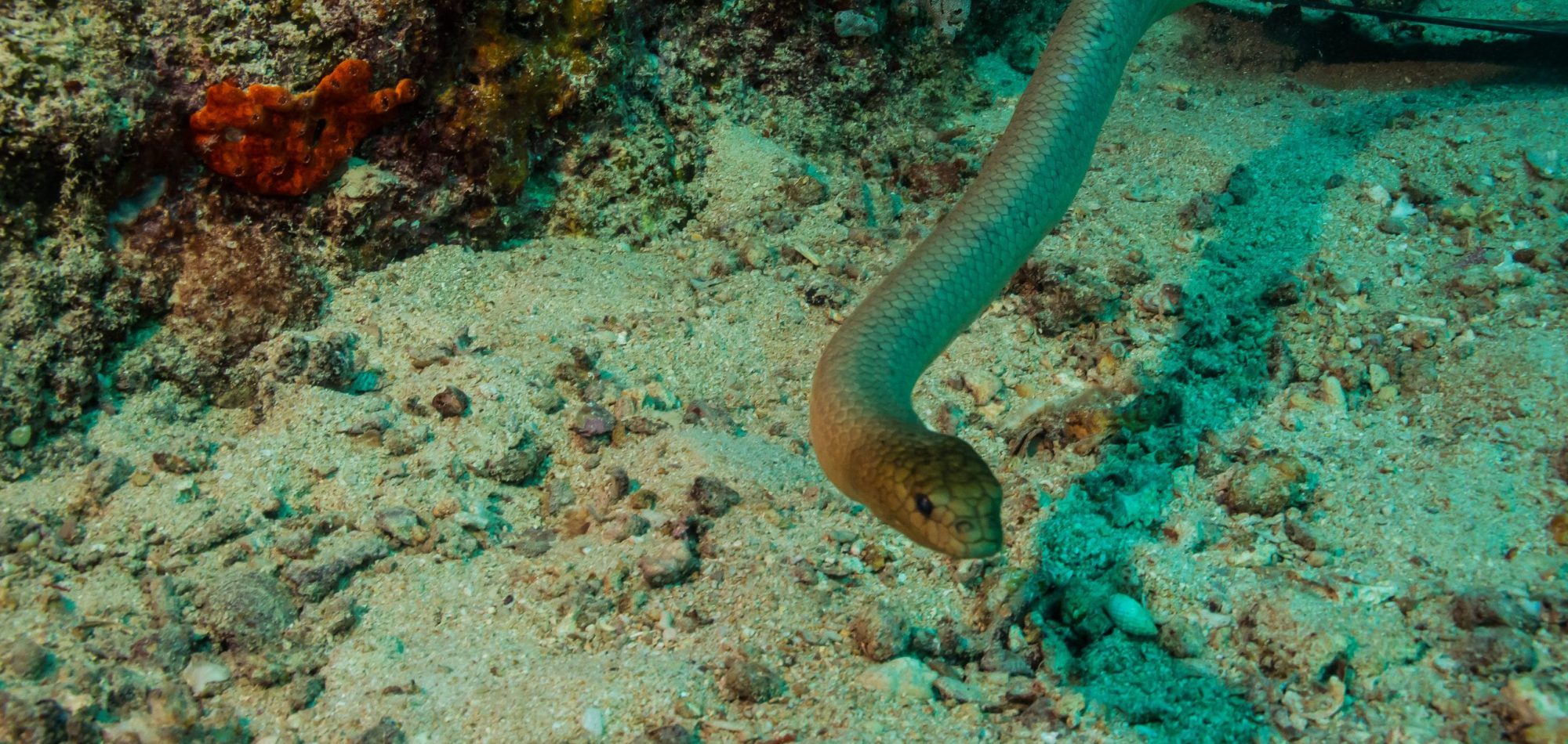 Mike Ball dive holiday - underwater image of a sea snake