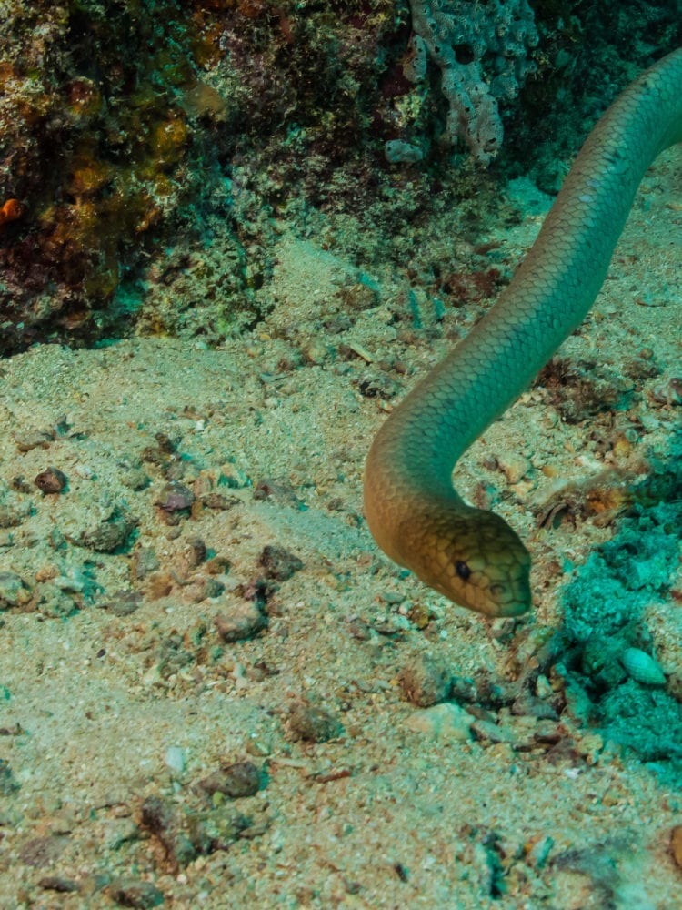 Mike Ball dive holiday - underwater image of a sea snake