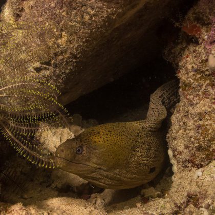 Dive in Australia - Moray Eel