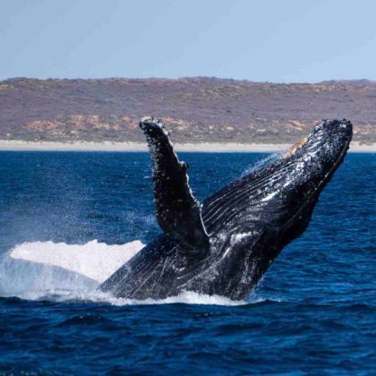 Ningaloo Reef Humpback Whale