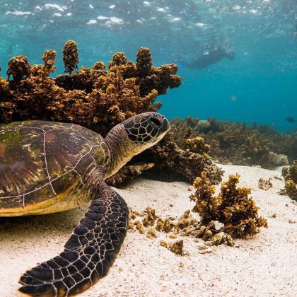 Ningaloo Reef Turtle-Snorkel-Cameron-Barto
