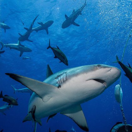 Dive in Australia - Reef Shark-Coral Sea