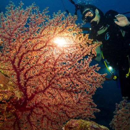 Ribbon Reefs - Diver & Fan Coral