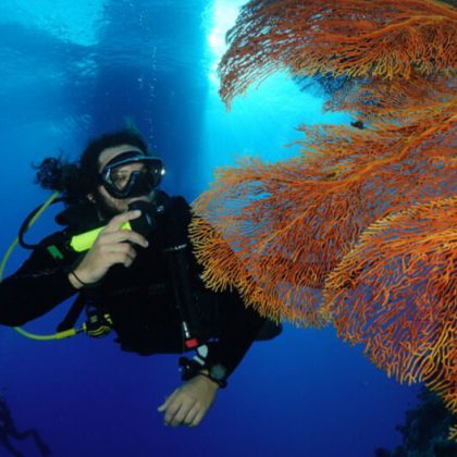 Coral Sea Fans