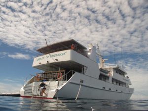 Spirit of Freedom, Great Barrier Reef - diver preparing to enter the water from back of the boat