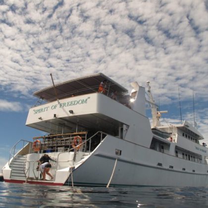 Spirit of Freedom, Great Barrier Reef - diver preparing to enter the water from back of the boat