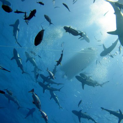 Oceanic Sharks Coral Sea Australia