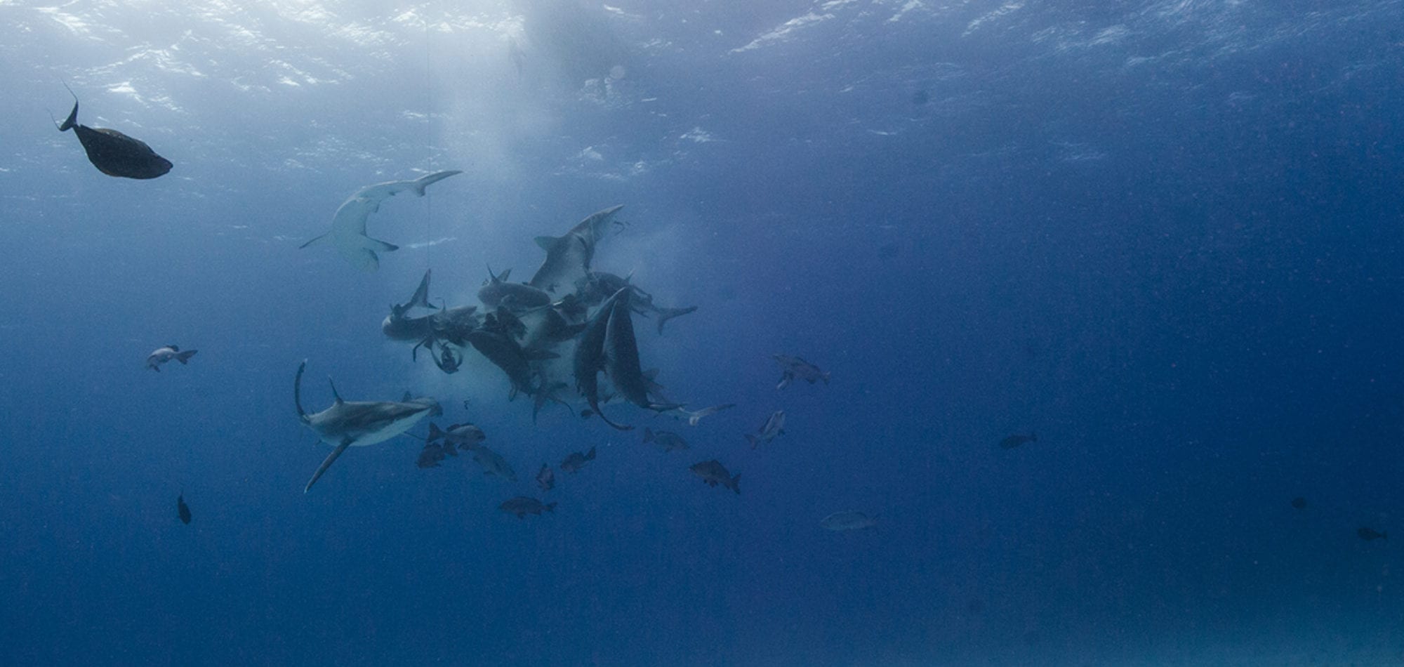 Cairns liveaboard scuba diving - shark feeding