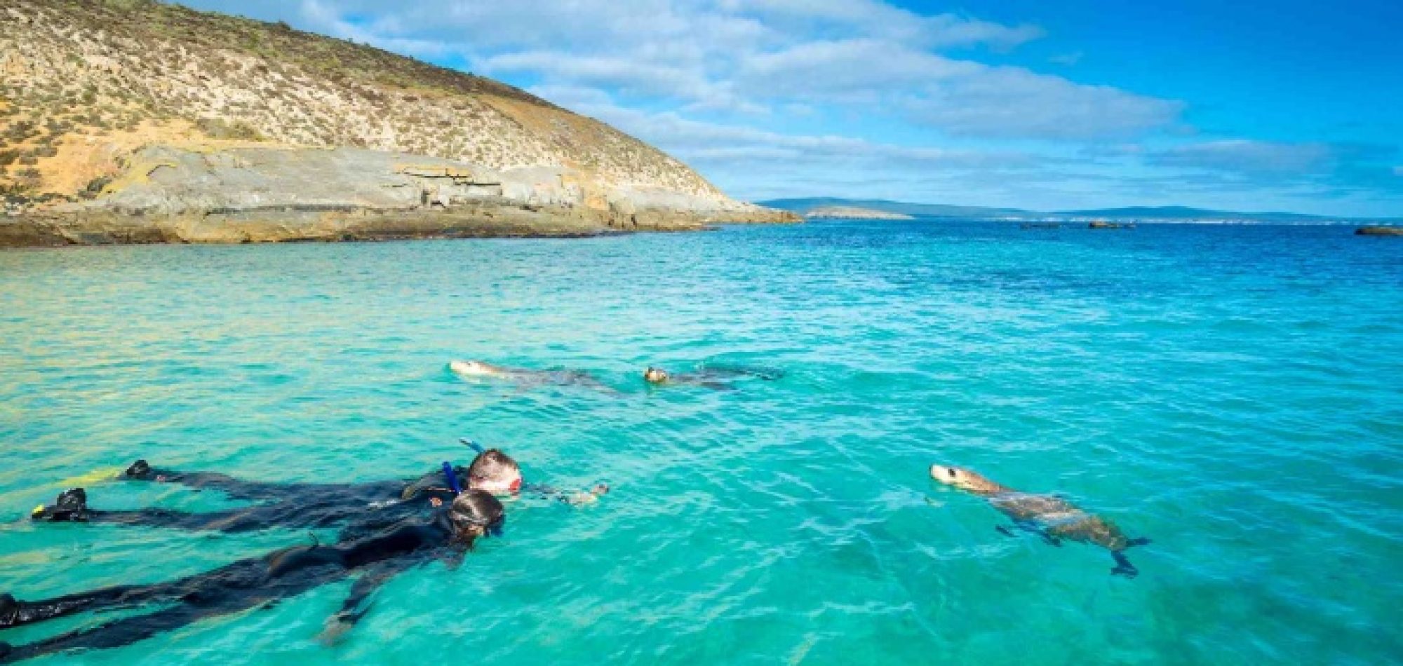 Australian Sea Lions Neptune Islands