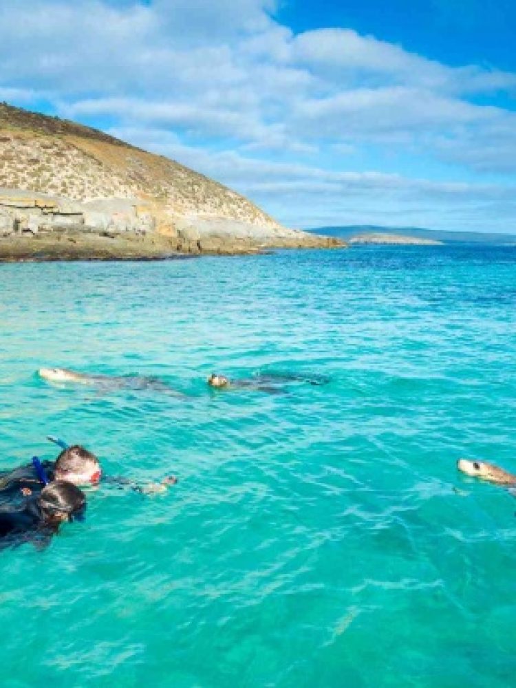 Australian Sea Lions Neptune Islands