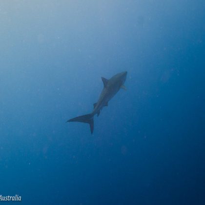 Tiger Shark-Coral Sea
