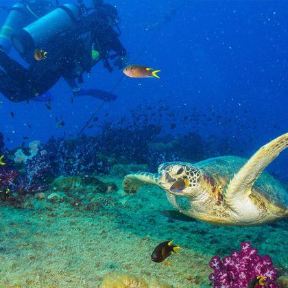 Yongala Shipwreck - Turtle