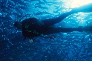  Sea Esta – 3 Day 3 Night Liveaboard Trip – Reef and Yongala Shipwreck (Snorkel/Dive)
