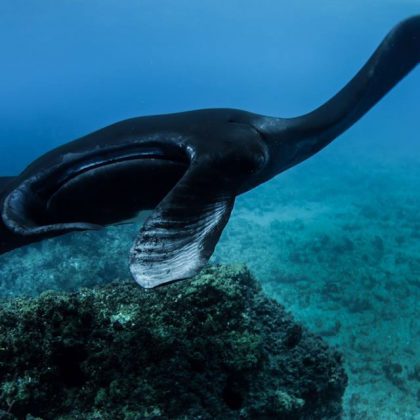 Manta Ray - Julian Rocks Byron Bay