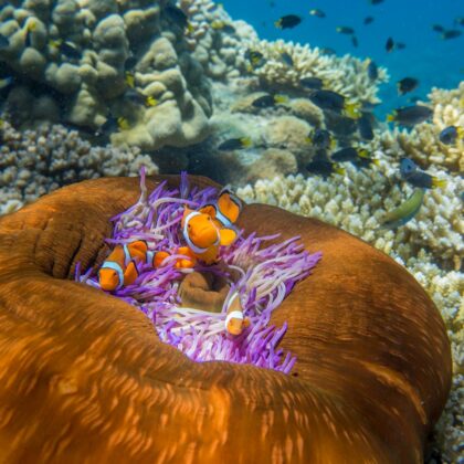 Amenane (Clown Fish) - Frankland Islands