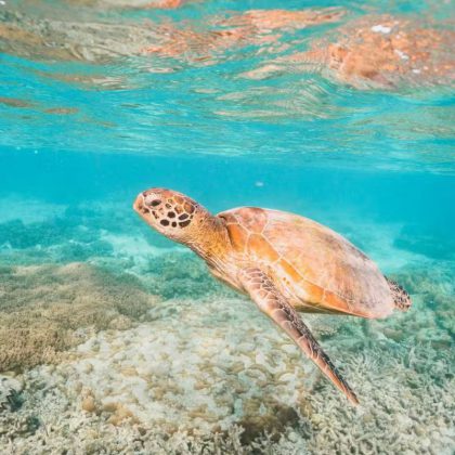 Cruise Whitsundays turtle